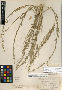 Herbarium sheet of 